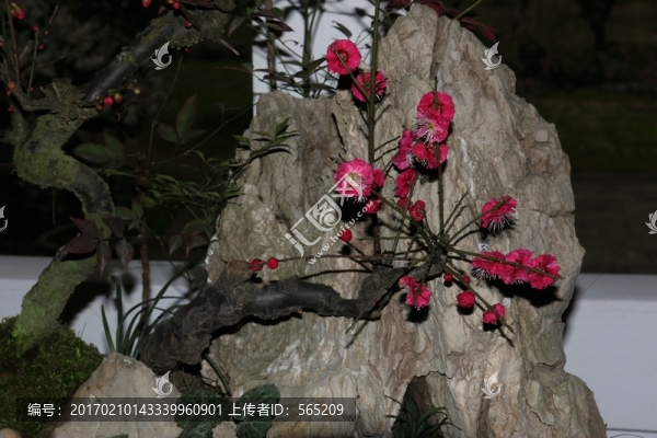 梅花