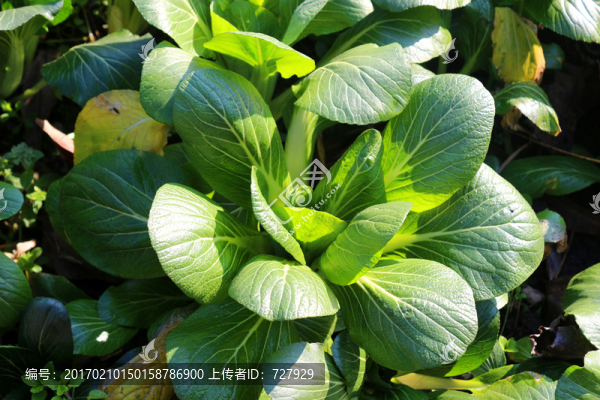 青菜