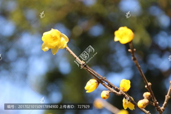 臘梅花