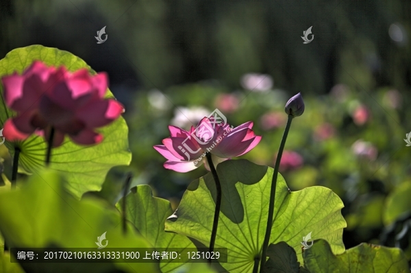 荷花