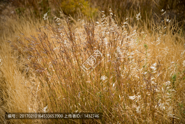 野草