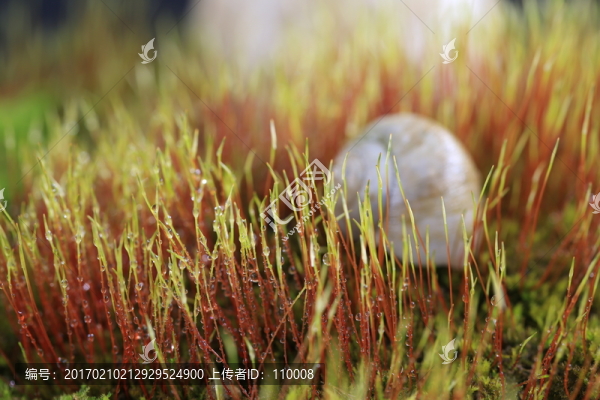 苔蘚露珠