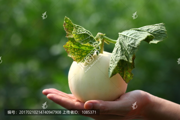 白甜瓜