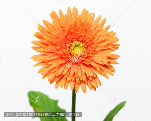非洲菊