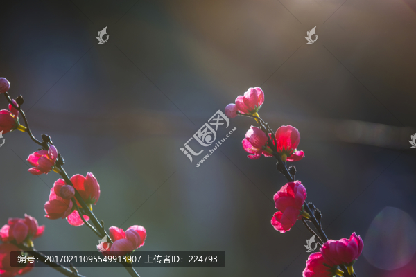 紅梅吐艷