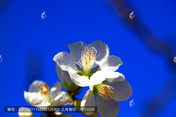 梅花