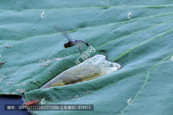 蜻蜓點(diǎn)水,蜻蜓產(chǎn)卵