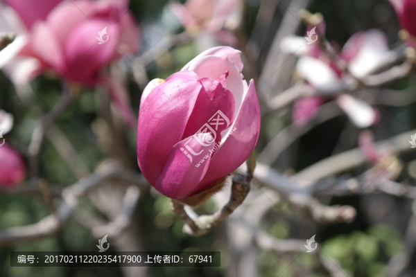 紫紅玉蘭花開