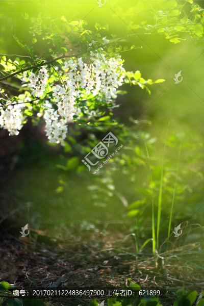 槐花