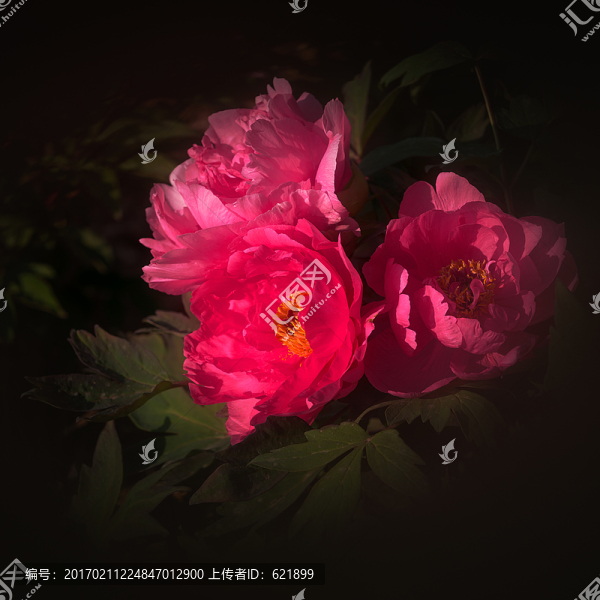 三朵牡丹花