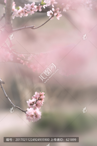 桃花枝頭