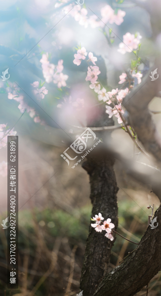 桃花枝頭