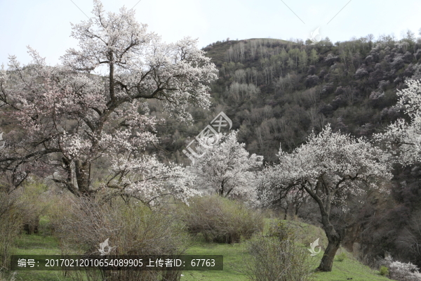 杏花溝
