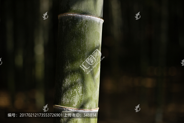 竹