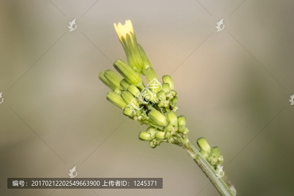 苦苣菜花苞微距特寫