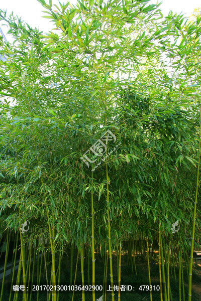 竹子,竹林,竹子圖片,毛竹