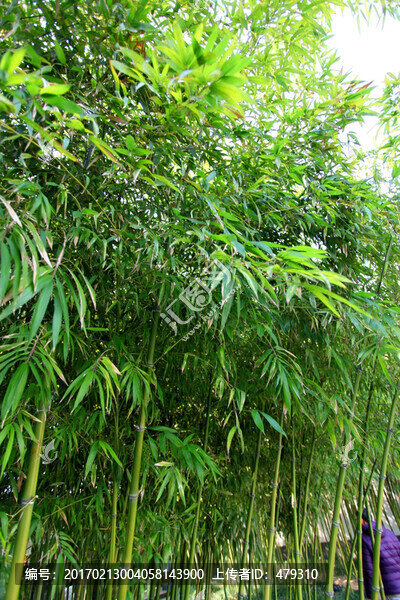 竹子,竹林,竹子圖片,毛竹