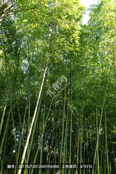 竹子,竹林,竹子圖片