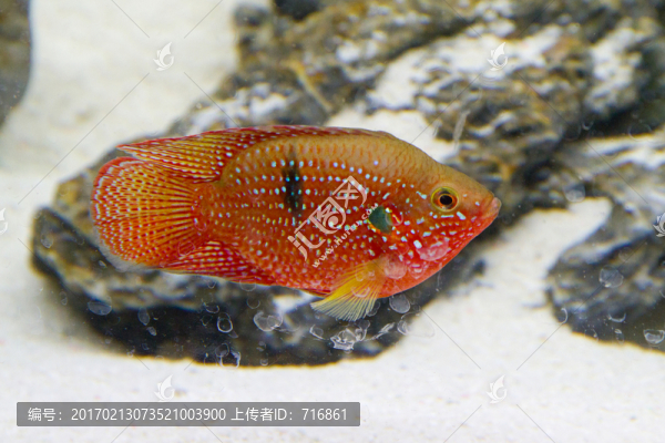 紅鉆石魚