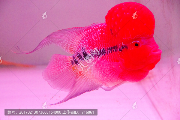 羅漢魚