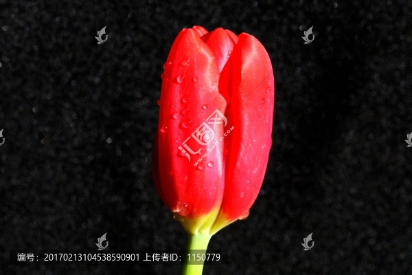 紅色郁金香高清圖片