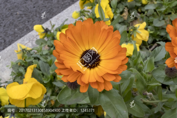 盛開(kāi)金盞菊花微距特寫(xiě)