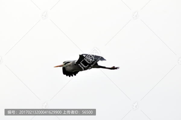 朱鹮