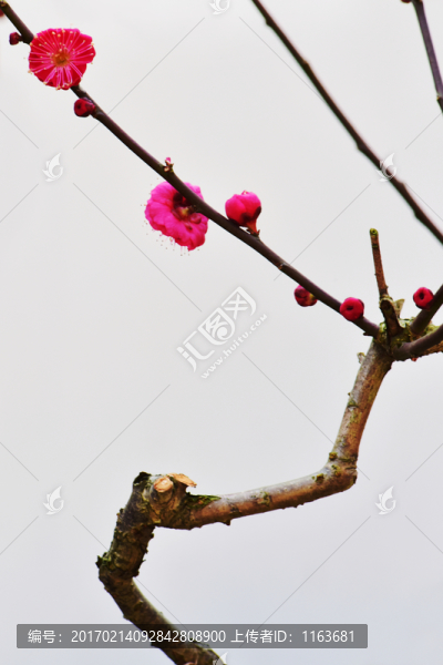 梅花