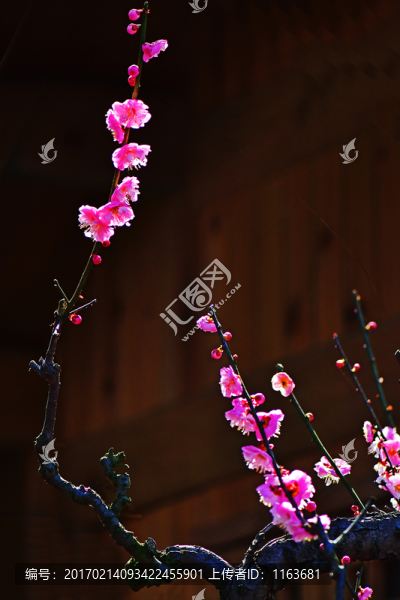 梅花