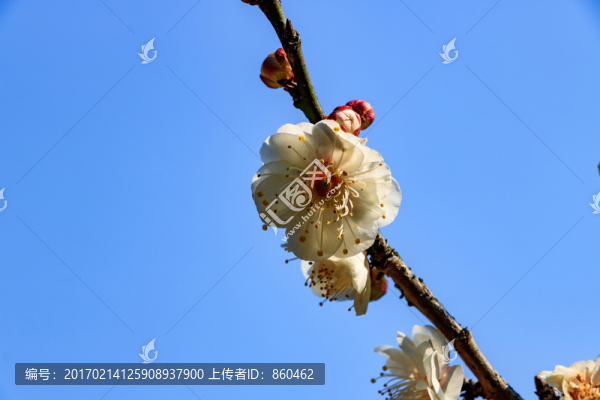 梅枝梅花,梅樹,花朵,花卉,花