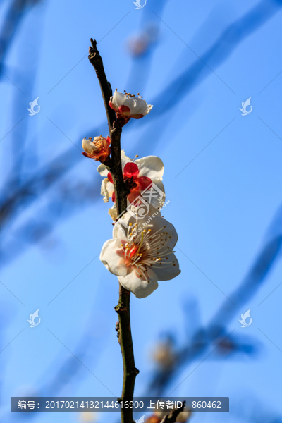 梅枝梅花,梅樹(shù),花朵,花卉,花