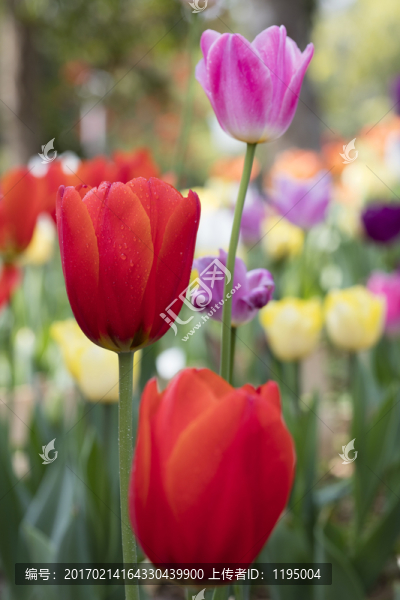 郁金香花