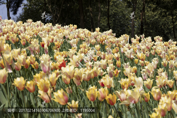 郁金香花
