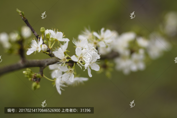 李花
