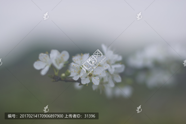 李花