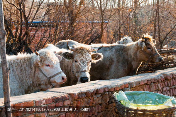 家養(yǎng)三只牛