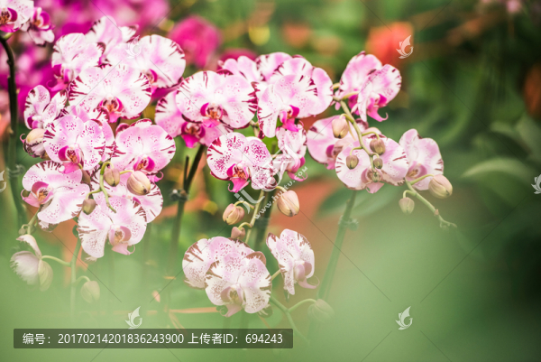 蘭花,花,特寫,蝴蝶蘭,花卉