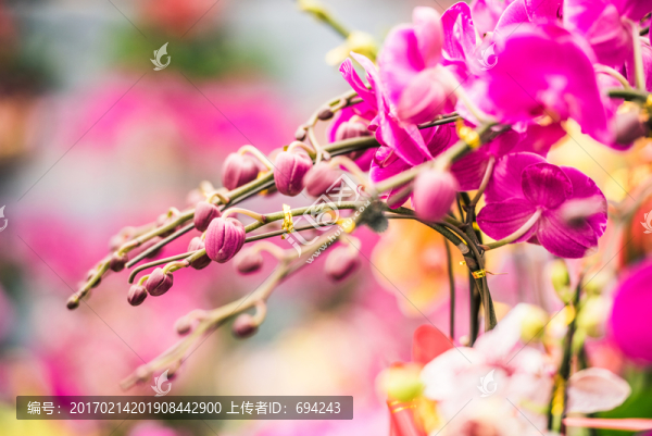 蘭花,花,特寫,蝴蝶蘭,花卉