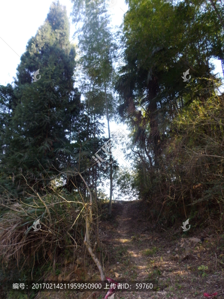 鄉(xiāng)村小路