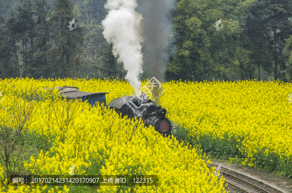 油菜花