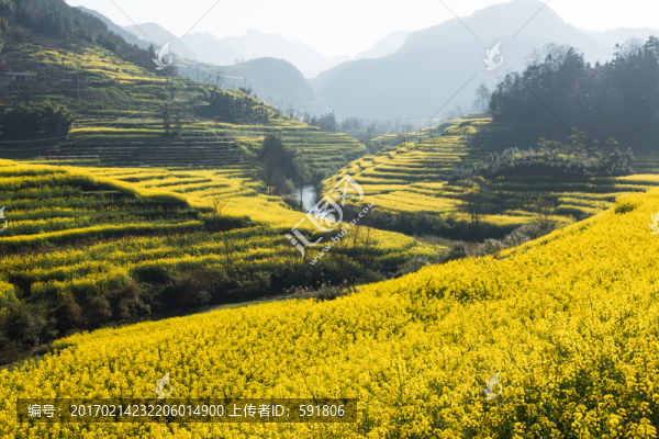 開滿油菜花的山谷