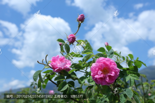 保加利亞玫瑰