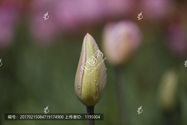 郁金香花