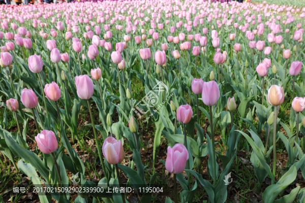 郁金香花