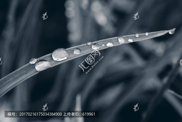 黑白雨珠葉子