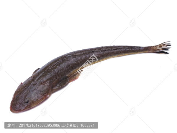 辮子魚