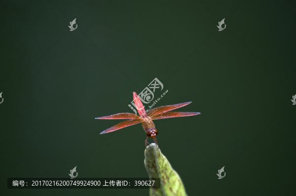 荷枝上的蜻蜓