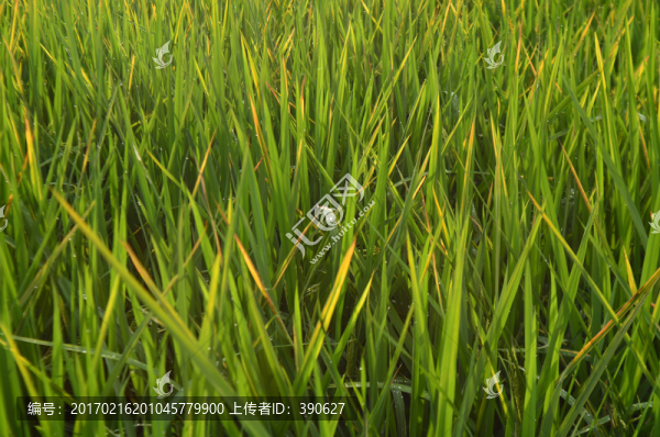 稻田