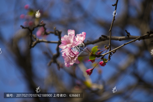 海棠花
