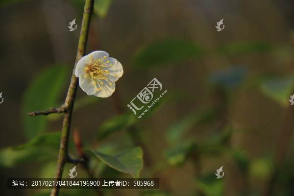 白梅梅花